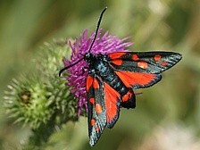 v�etenu�ka �i�orkov� f. peucedani