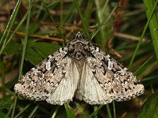 osenice mramorovan� Xestia speciosa