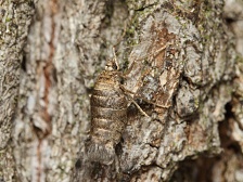 temnoskvrn�� javorov� Alsophila aceraria - samice