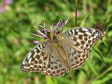 perle�ovec st��brop�sek - samice f. valesina