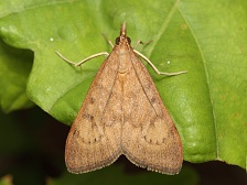 Zav�je� Uresiphita gilvata