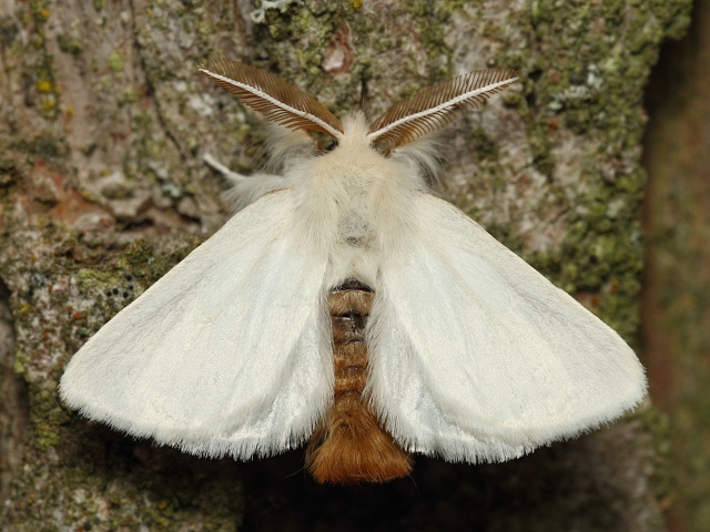 Bekyně zlatořitná