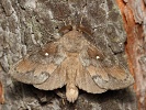 bourovec borov� Dendrolimus pini - samec