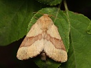 bourovec prst�n�iv� Malacosoma neustria - samec