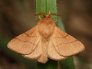 bourovec prst�n�iv� Malacosoma neustria - samec