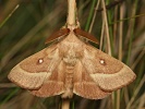 bourovec jetelov� Lasiocampa trifolii - samec