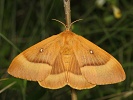 bourovec dubov� Lasiocampa quercus - samice
