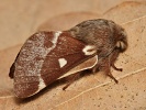 bourovec b�ezov� Eriogaster lanestris - samec