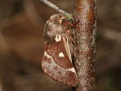 Bourovec b�ezov� Eriogaster lanestris - samec, �esk� kras, Srbsko, b�ezen 2026