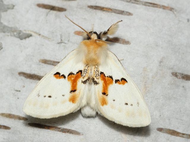 H�betozubec dvoubarv�