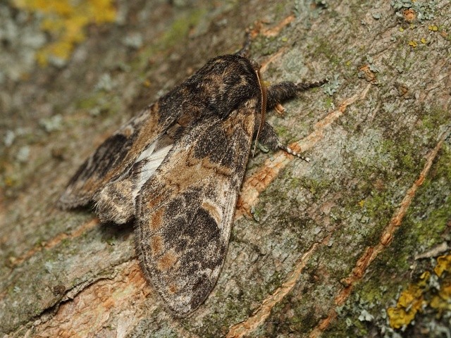 H�betozubec topolov�