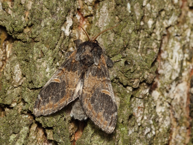 H�betozubec topolov�