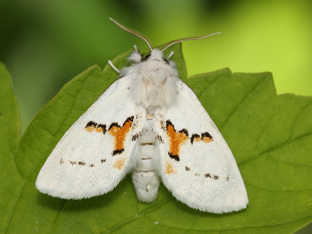 H�betozubec dvoubarv�
