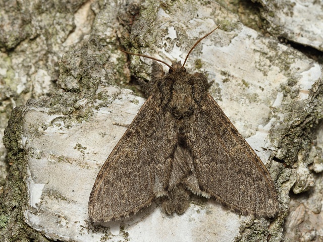 H�betozubec tmav�
