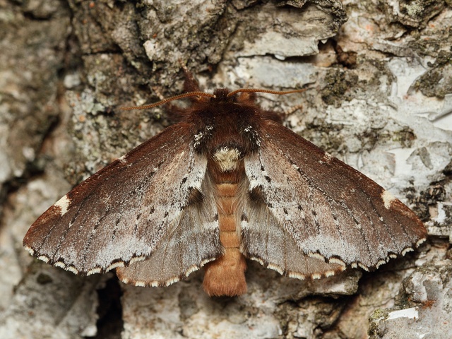 H�betozubec mni��