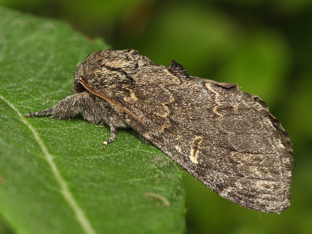 H�betozubec tmav�