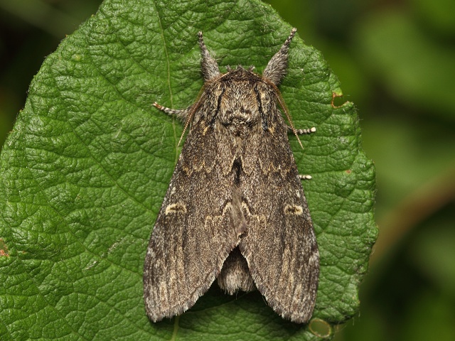 H�betozubec tmav�