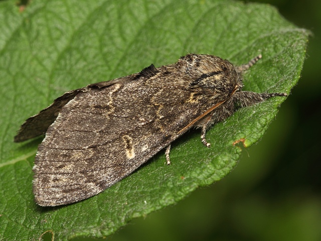 H�betozubec tmav�