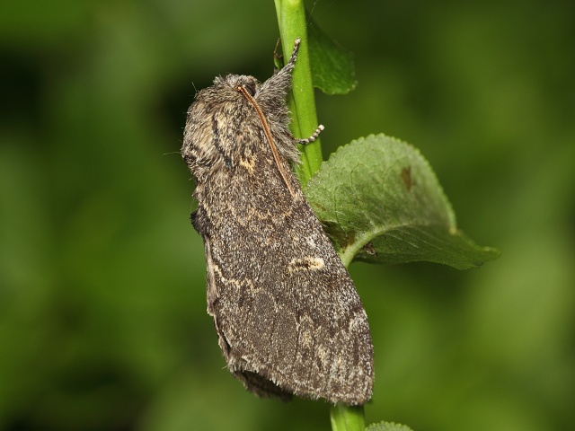 H�betozubec tmav�