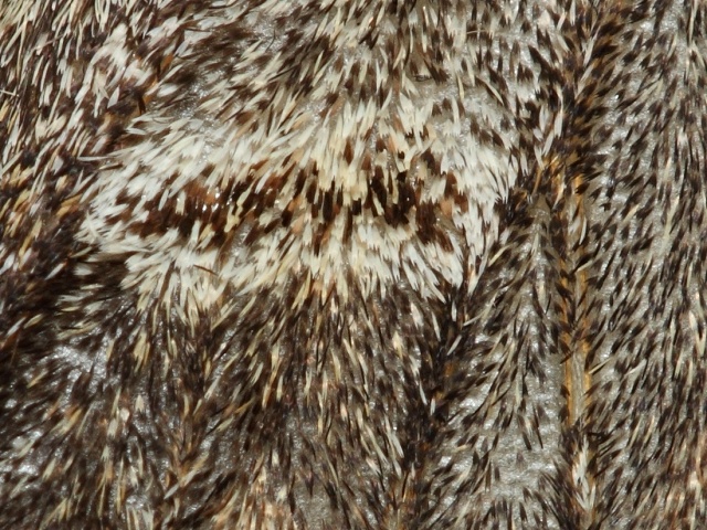 H�betozubec plach�
