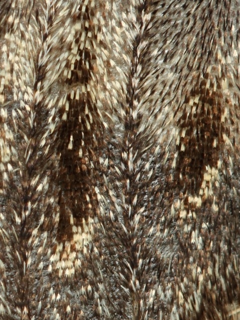 H�betozubec plach�