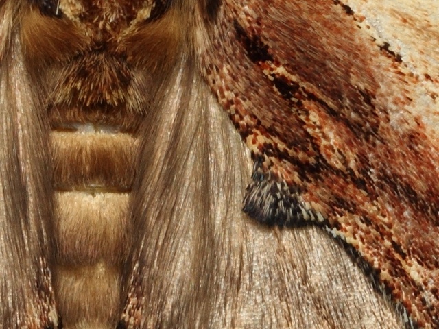 H�betozubec b�ekov�
