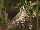 Li�aj sv�zelov� Hyles gallii, Doksy, B�ehyn�, �erven 2023