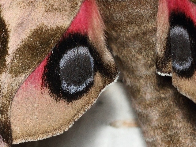 Li�aj pav� oko - detail zadn�ch k��del