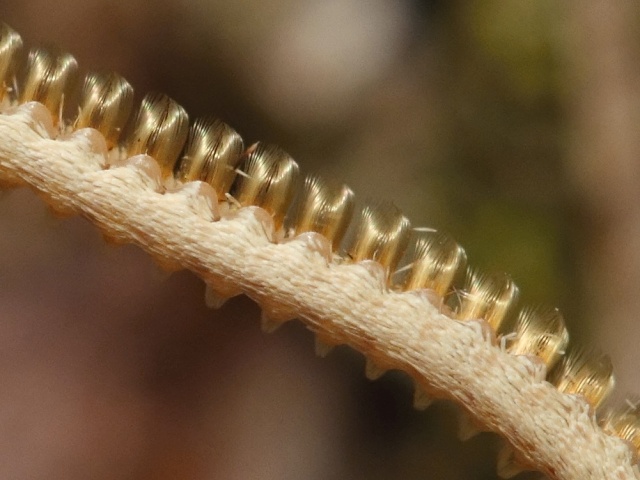 Li�aj pav� oko - detail tykadla