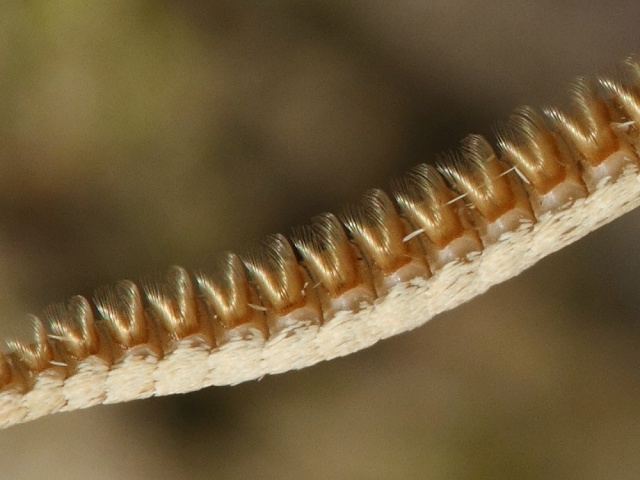 Li�aj pav� oko - detail tykadla