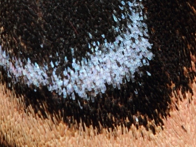 Lišaj paví oko - detail šupin