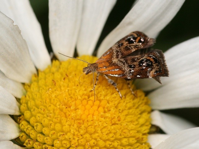Molovenka Tebenna sp.