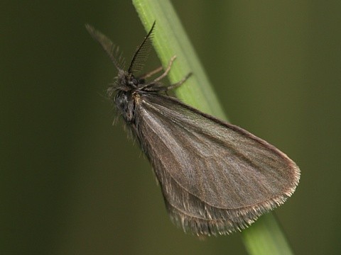 Vakono� Rebelia sp.