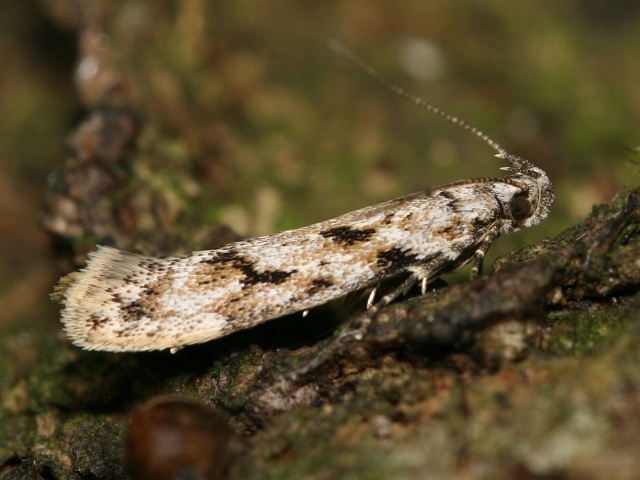 Makadlovka Caryocolum kroesmanniella