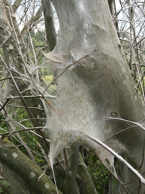 P�edivka Yponomeuta sp.
