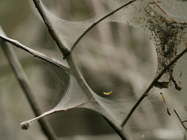 P�edivka Yponomeuta sp.