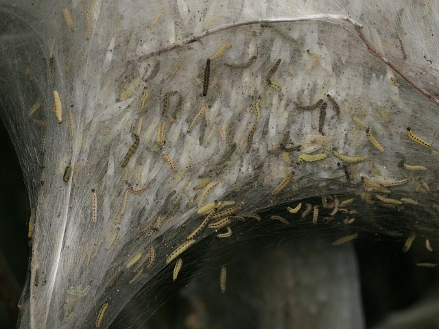 P�edivka Yponomeuta sp.