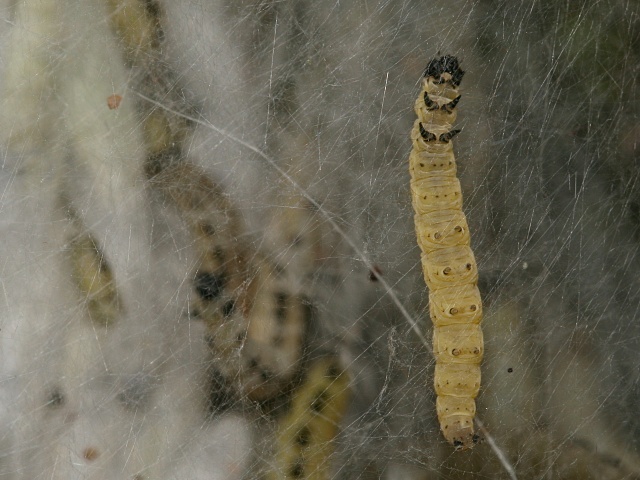 P�edivka Yponomeuta sp.