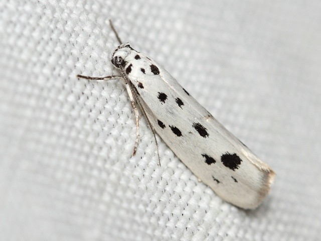 Skvrnuška Ethmia dodecea