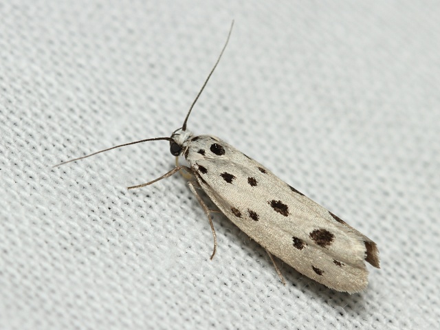 Skvrnu�ka Ethmia dodecea