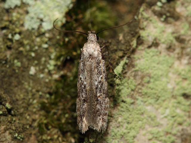 Makadlovka Carpatolechia decorella