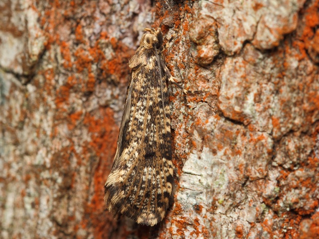 Mol Montescardia tessulatellus