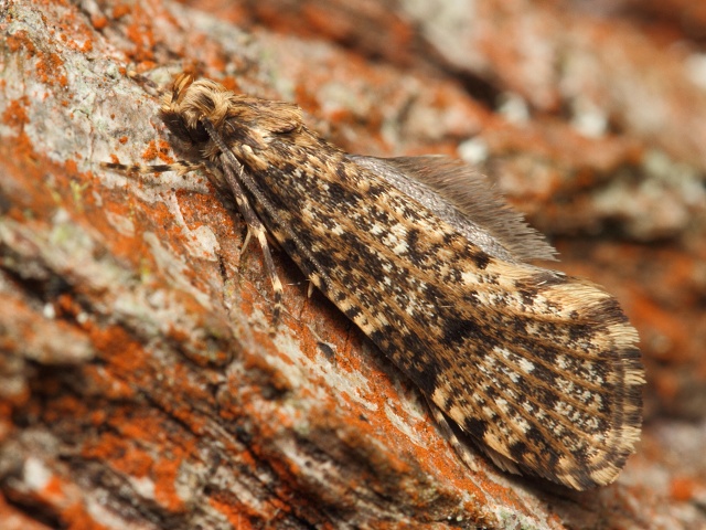 Mol Montescardia tessulatellus