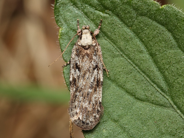 Plochuška Depressaria floridella