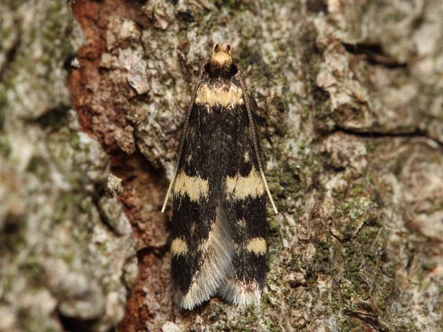 Skvrn�nka Oegoconia sp.