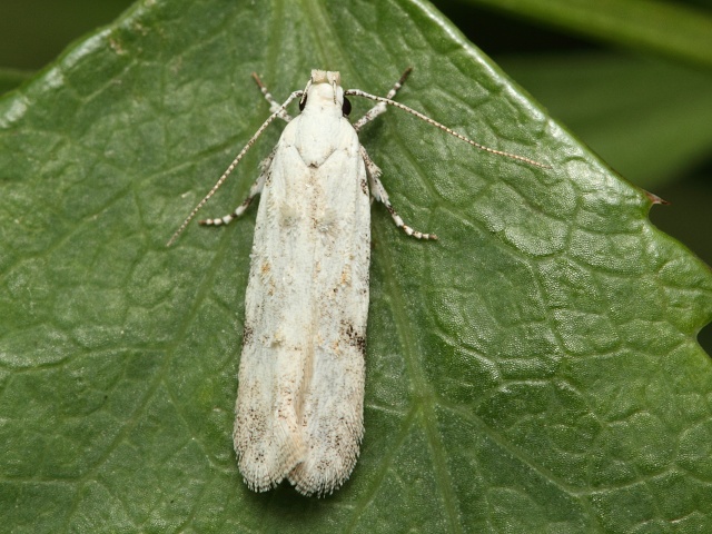 Makadlovka Carpatolechia alburnella