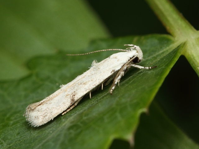 Makadlovka Carpatolechia alburnella