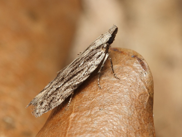 Makadlovka Anarsia innoxiella