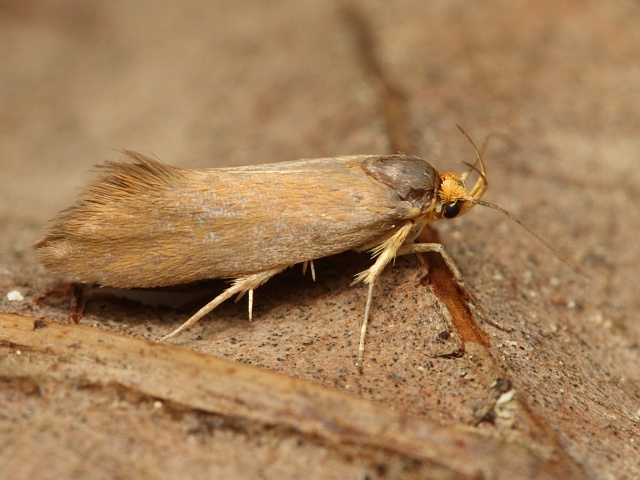 Kr�sn�nka Crassa unitella