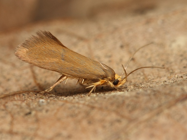 Kr�sn�nka Crassa unitella